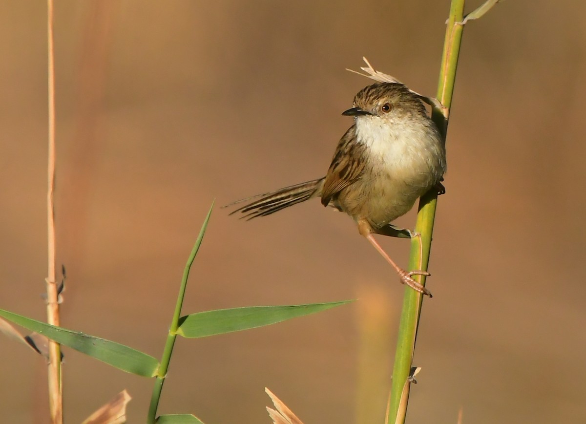 Delicate Prinia - ML641690157