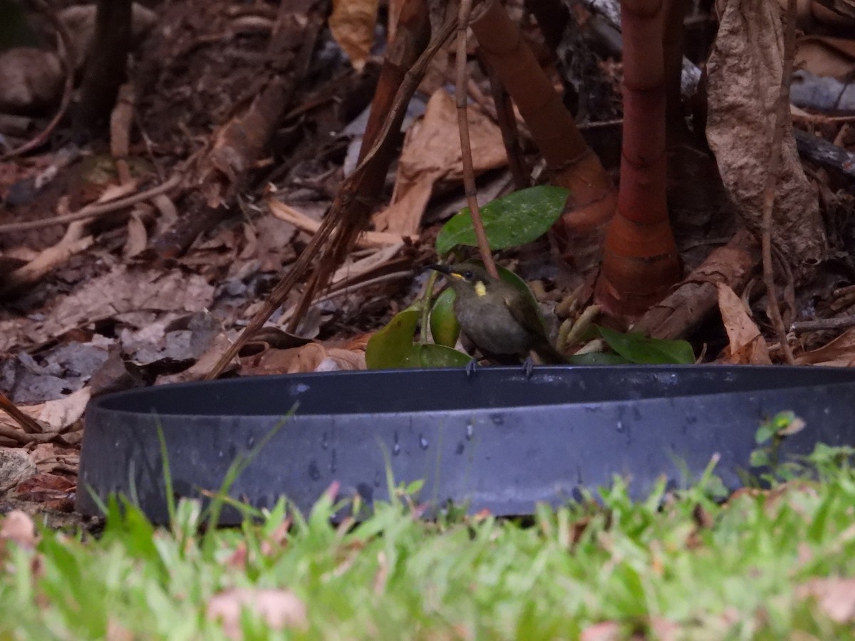 Cryptic Honeyeater - ML641690164