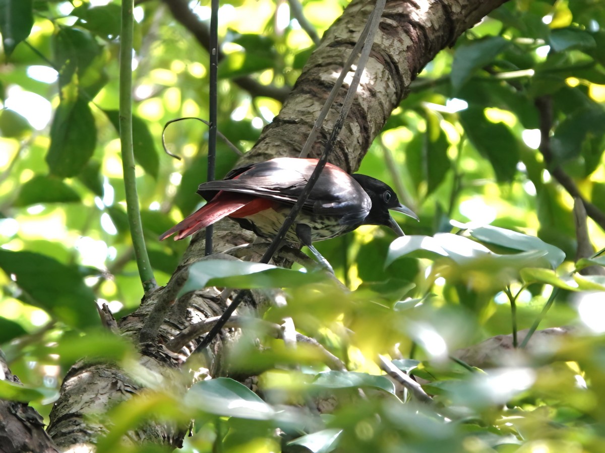 Maroon Oriole - ML641690169
