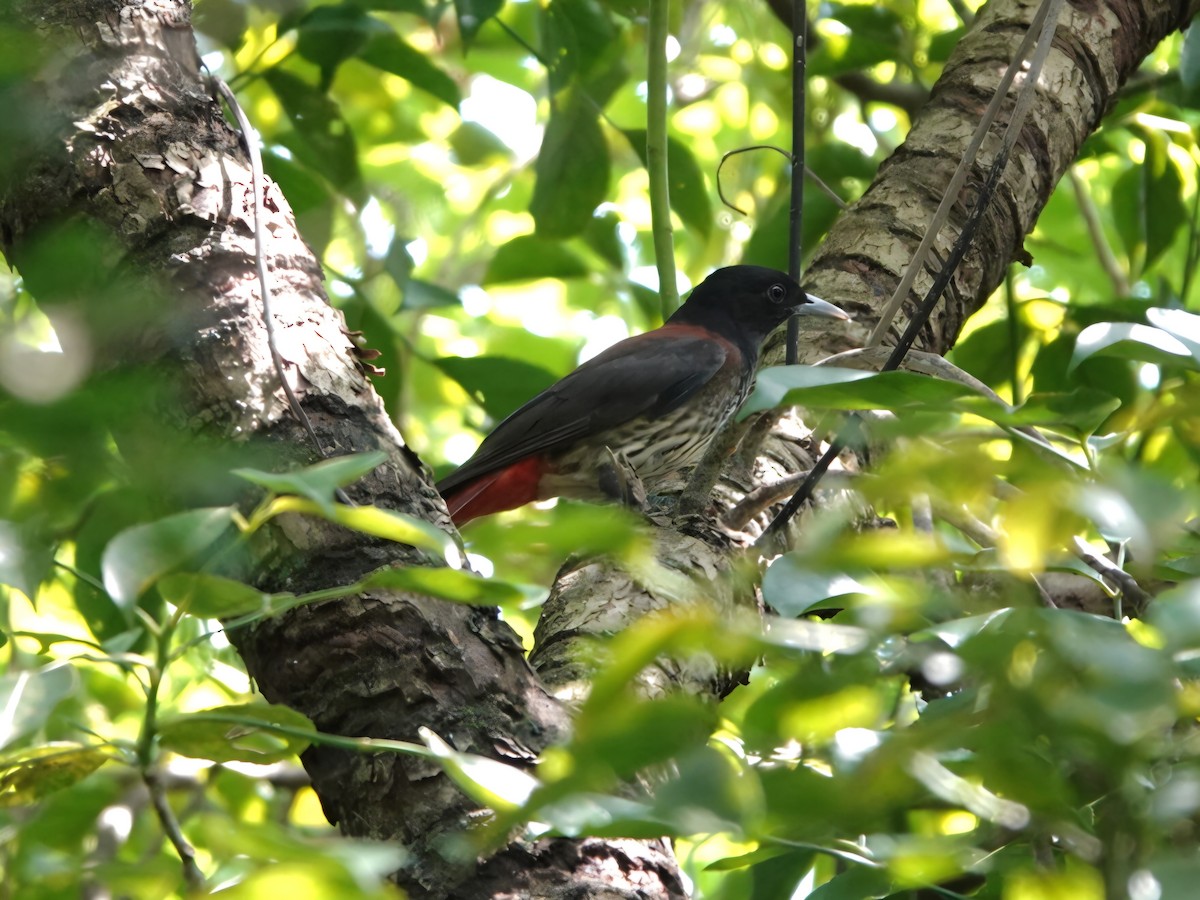 Maroon Oriole - ML641690171