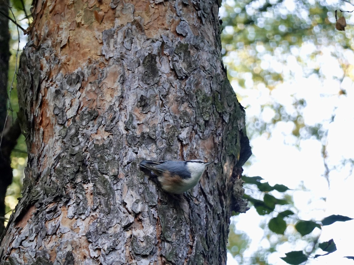 Eurasian Nuthatch (Western) - ML641690178