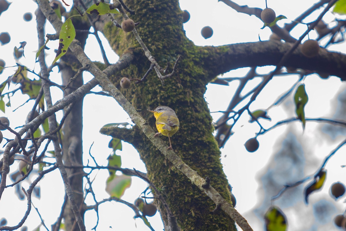 Gray-hooded Warbler - ML641690185