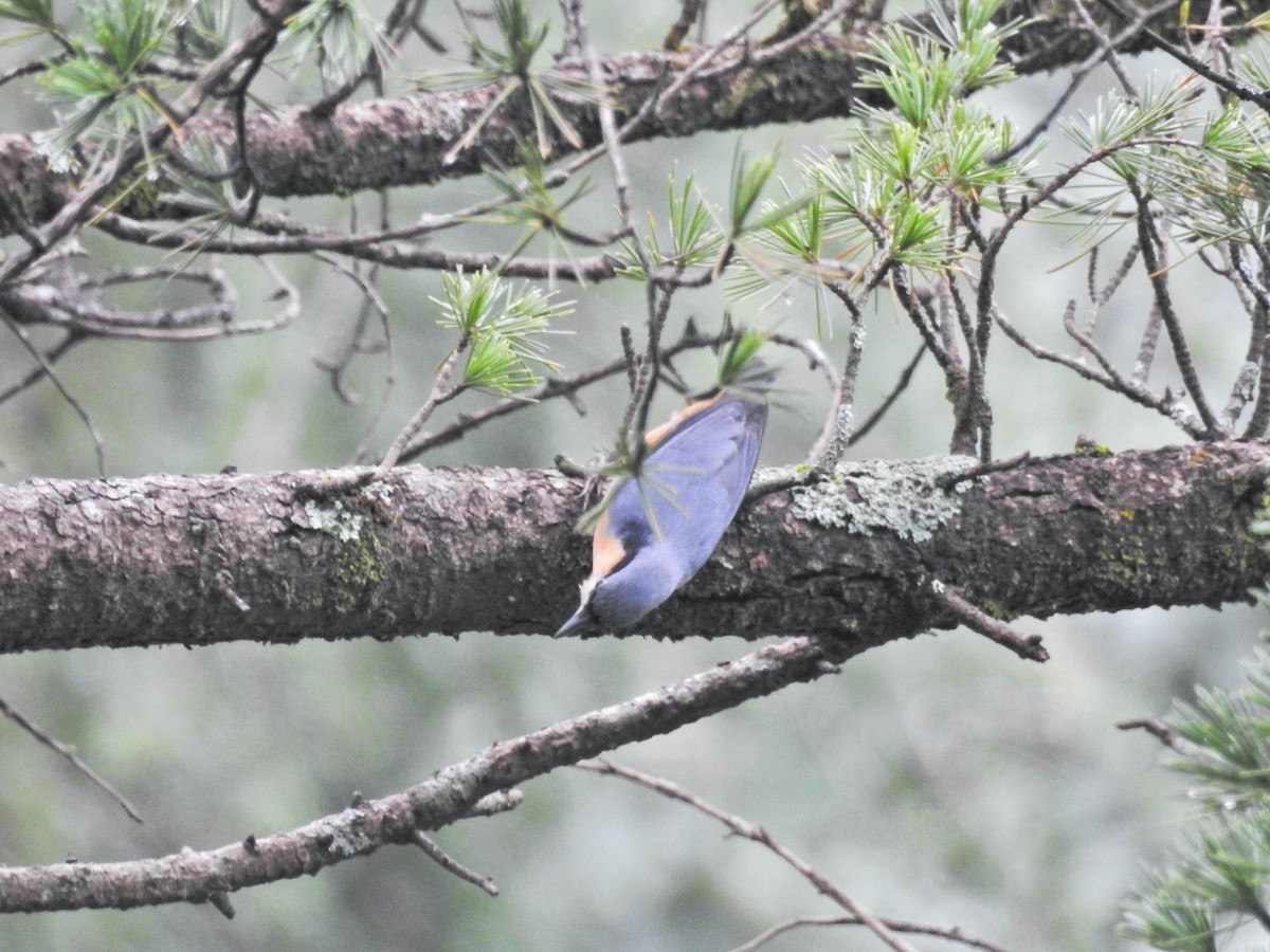 White-tailed Nuthatch - ML641690186