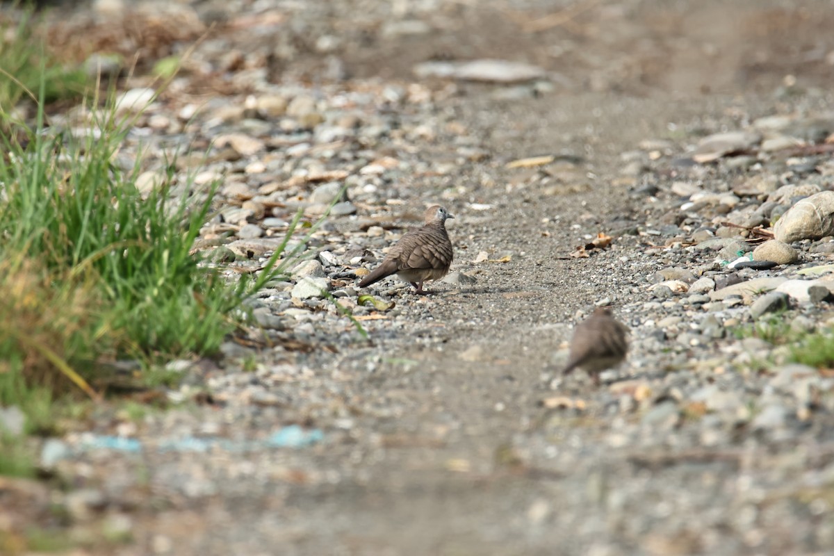 Zebra Dove - ML641690206