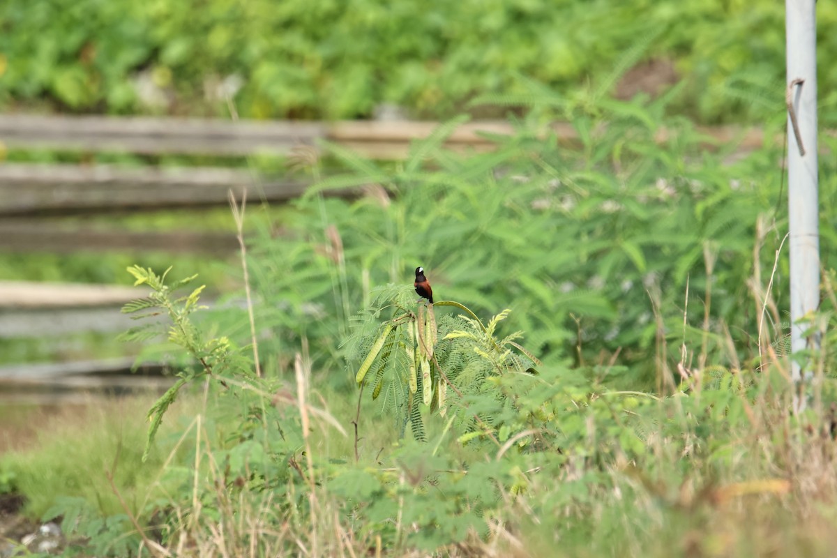 Chestnut Munia - ML641690207