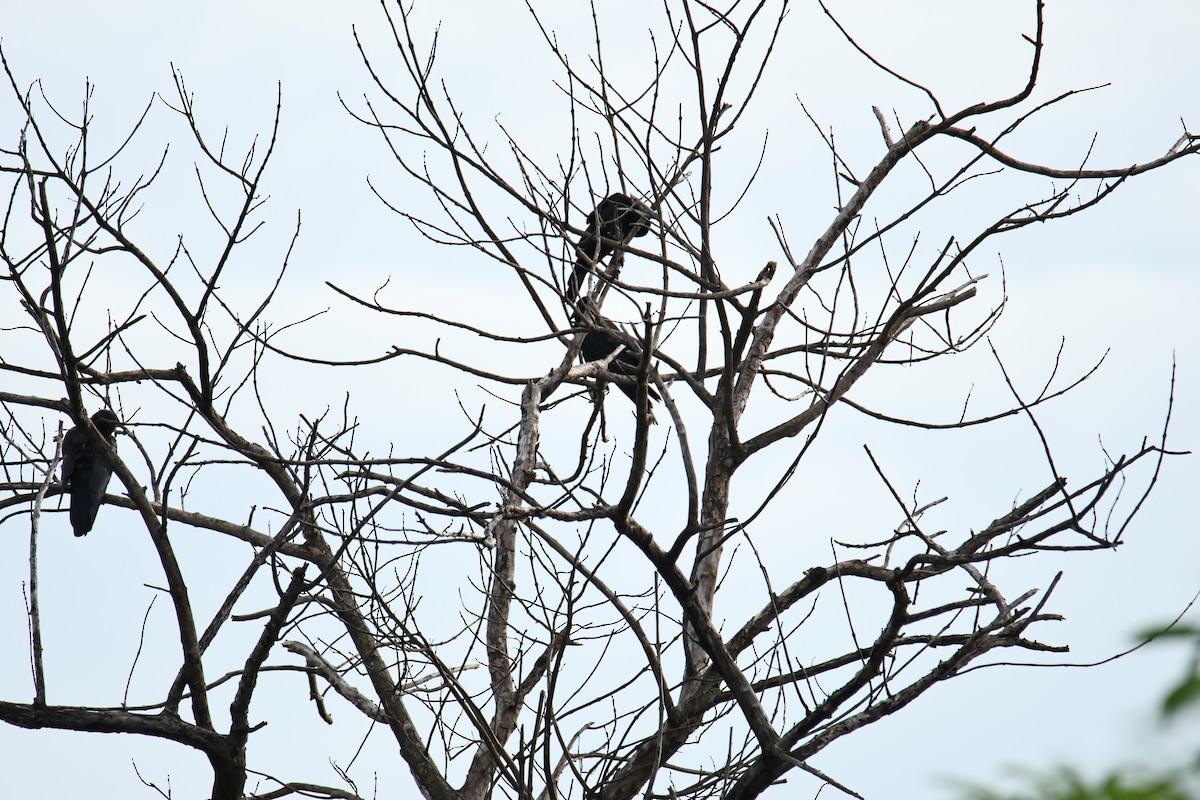 Palawan Crow - ML641690208