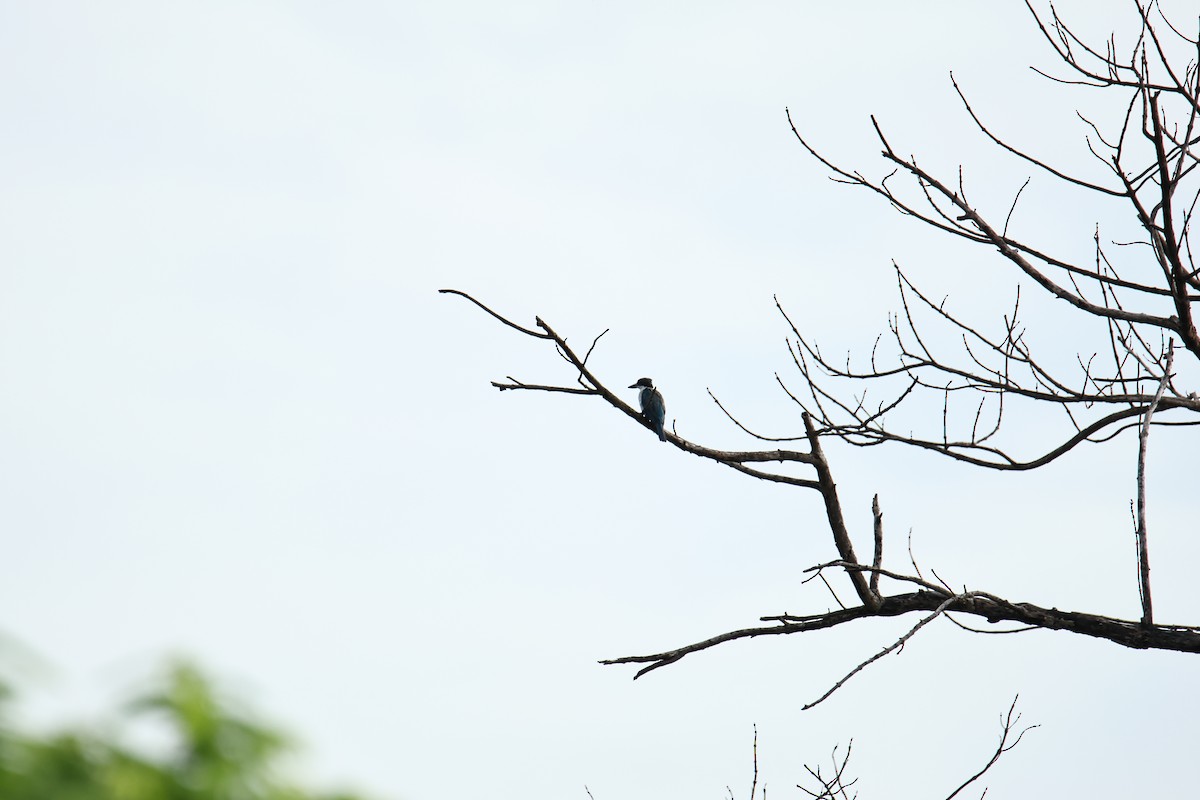 Collared Kingfisher - ML641690212