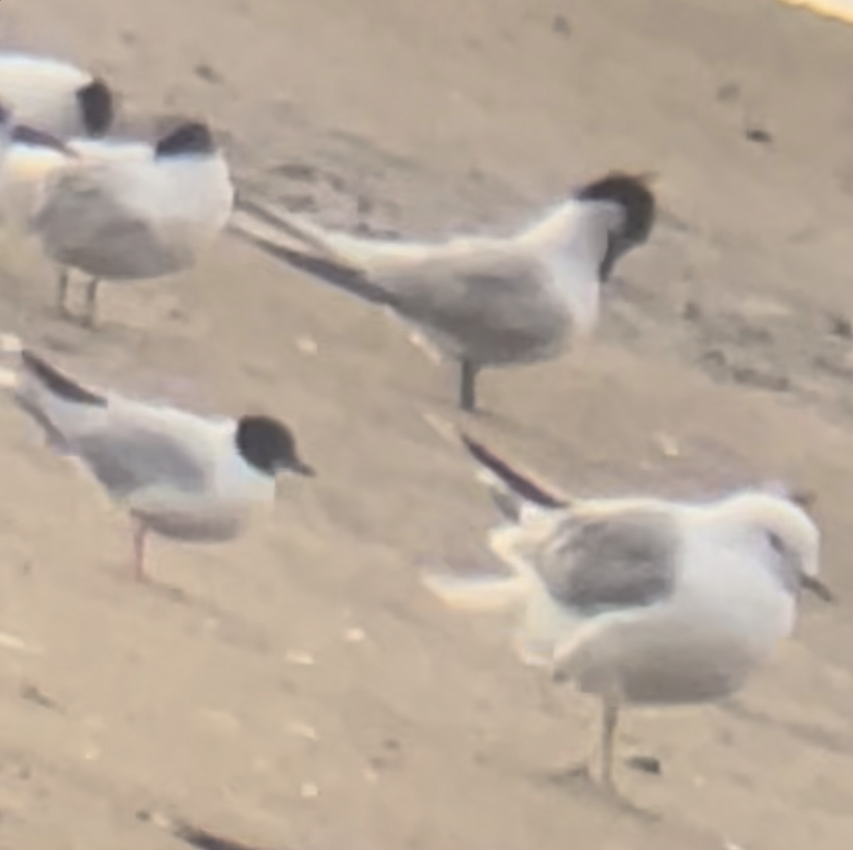 Little Gull - ML641690228