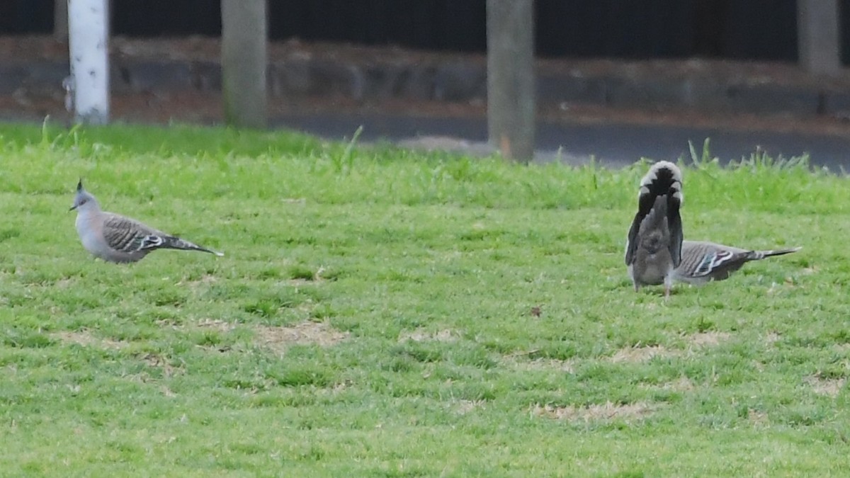 Crested Pigeon - ML641690237