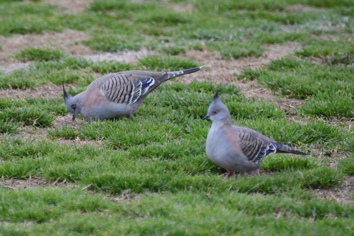 Crested Pigeon - ML641690238