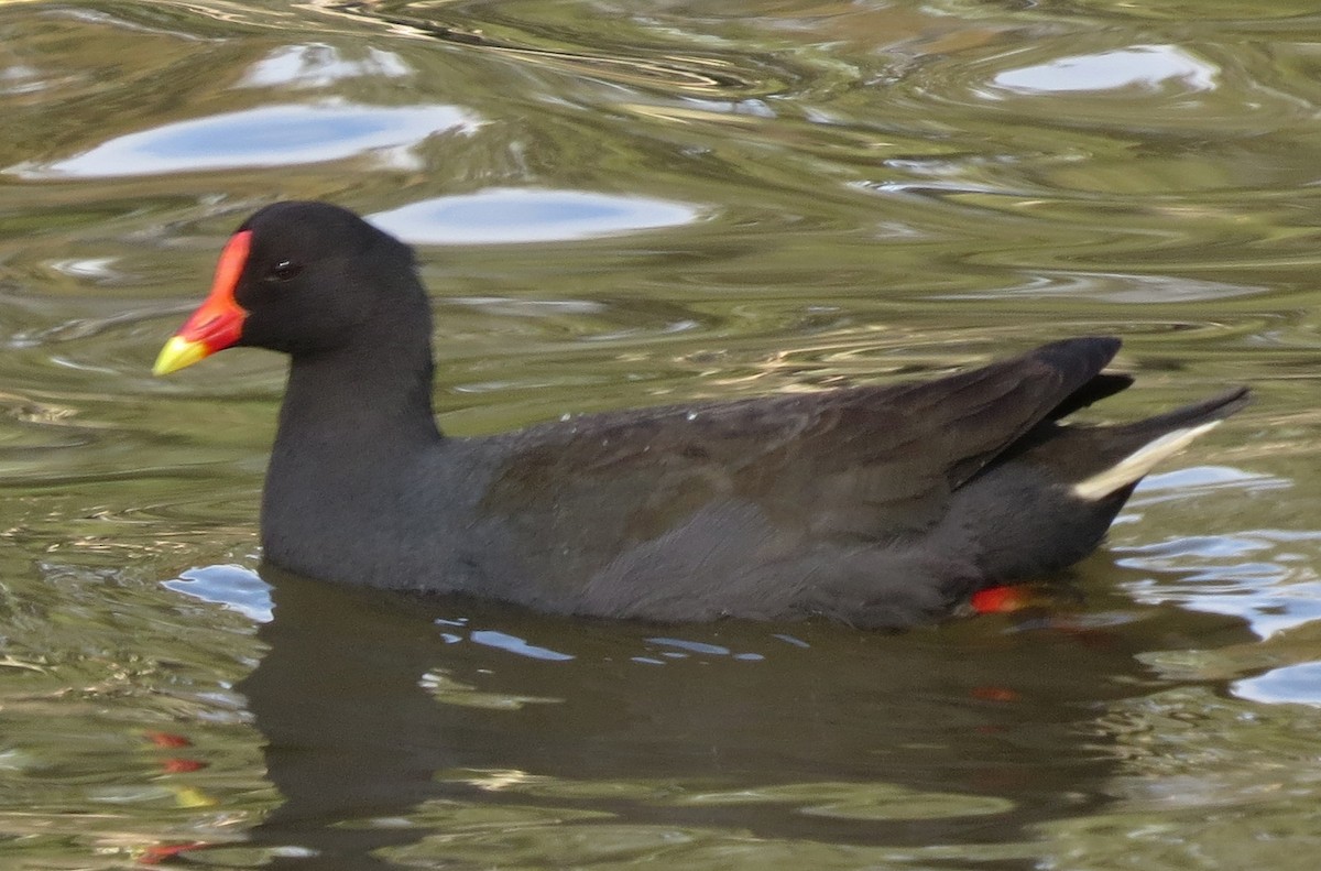 Dusky Moorhen - ML641690250