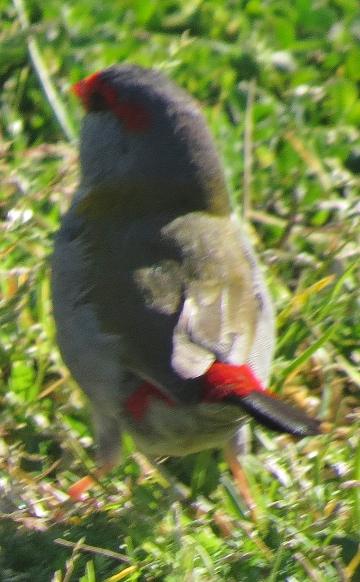 Red-browed Firetail - ML641690285