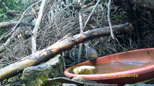 European Serin - ML641690328