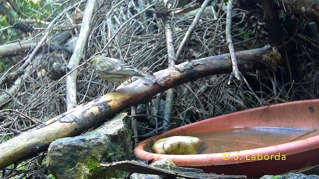 European Serin - ML641690329
