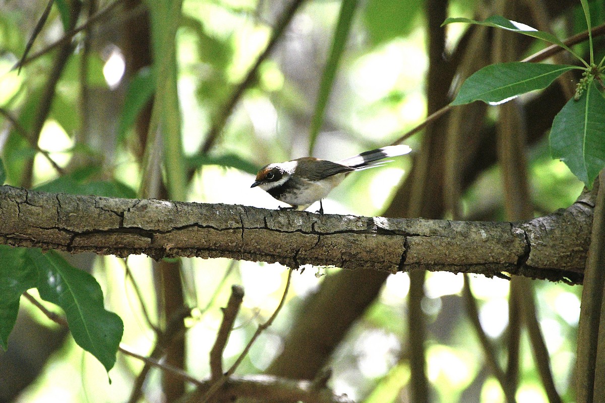 Arafura Fantail - ML641690333