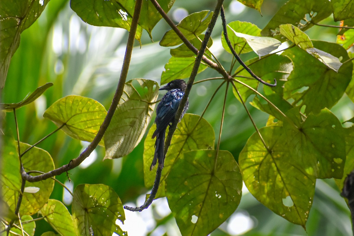 Bronzed Drongo - ML641690335