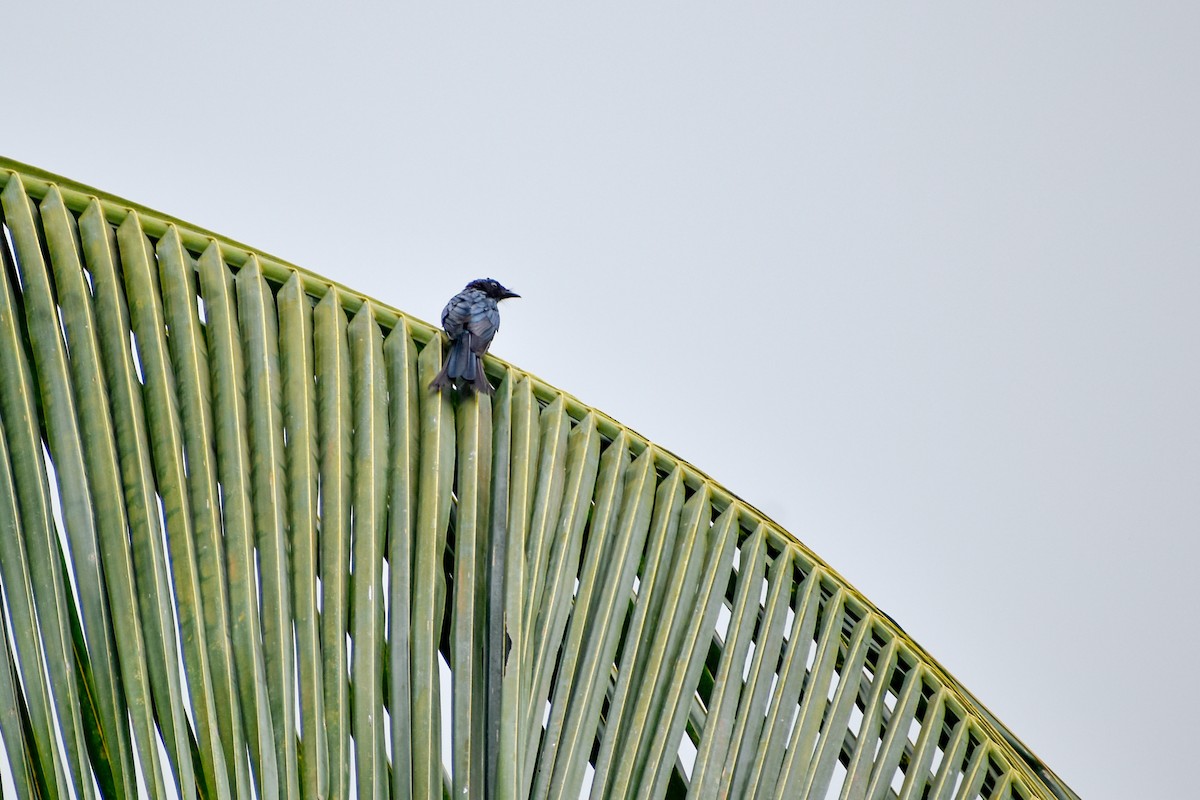Bronzed Drongo - ML641690336