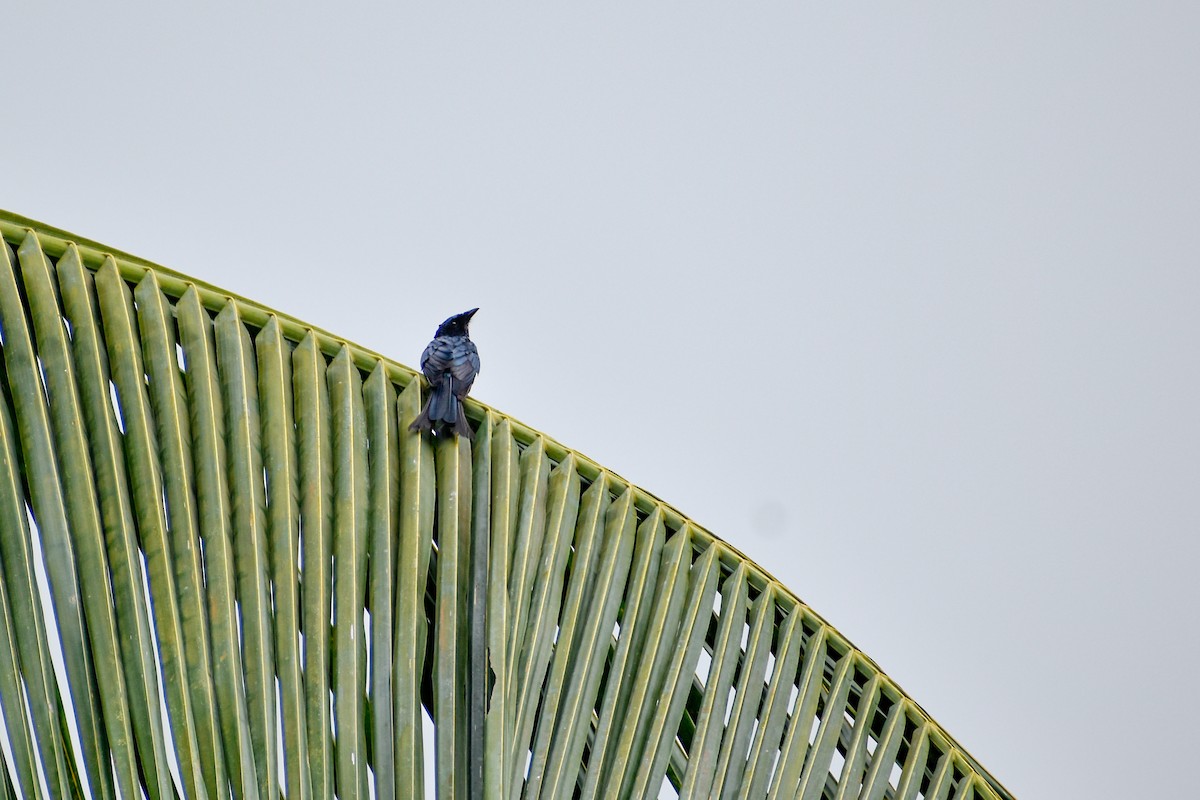 Bronzed Drongo - ML641690337