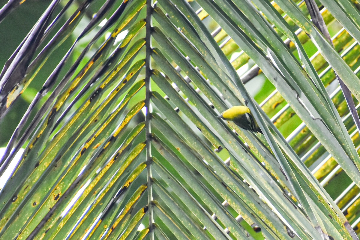 Common Iora - ML641690348