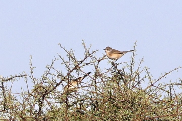 Western Subalpine Warbler - ML641690361