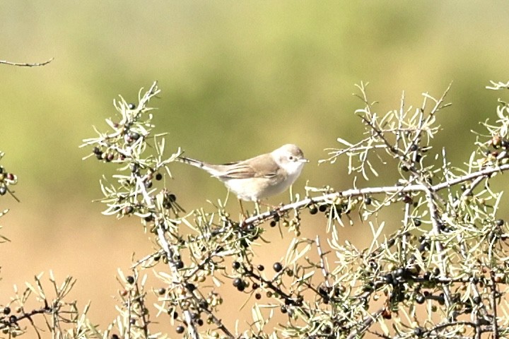 Western Subalpine Warbler - ML641690362