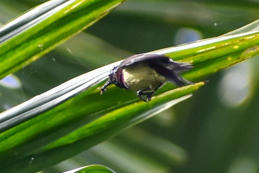 Crimson-backed Sunbird - ML641690392