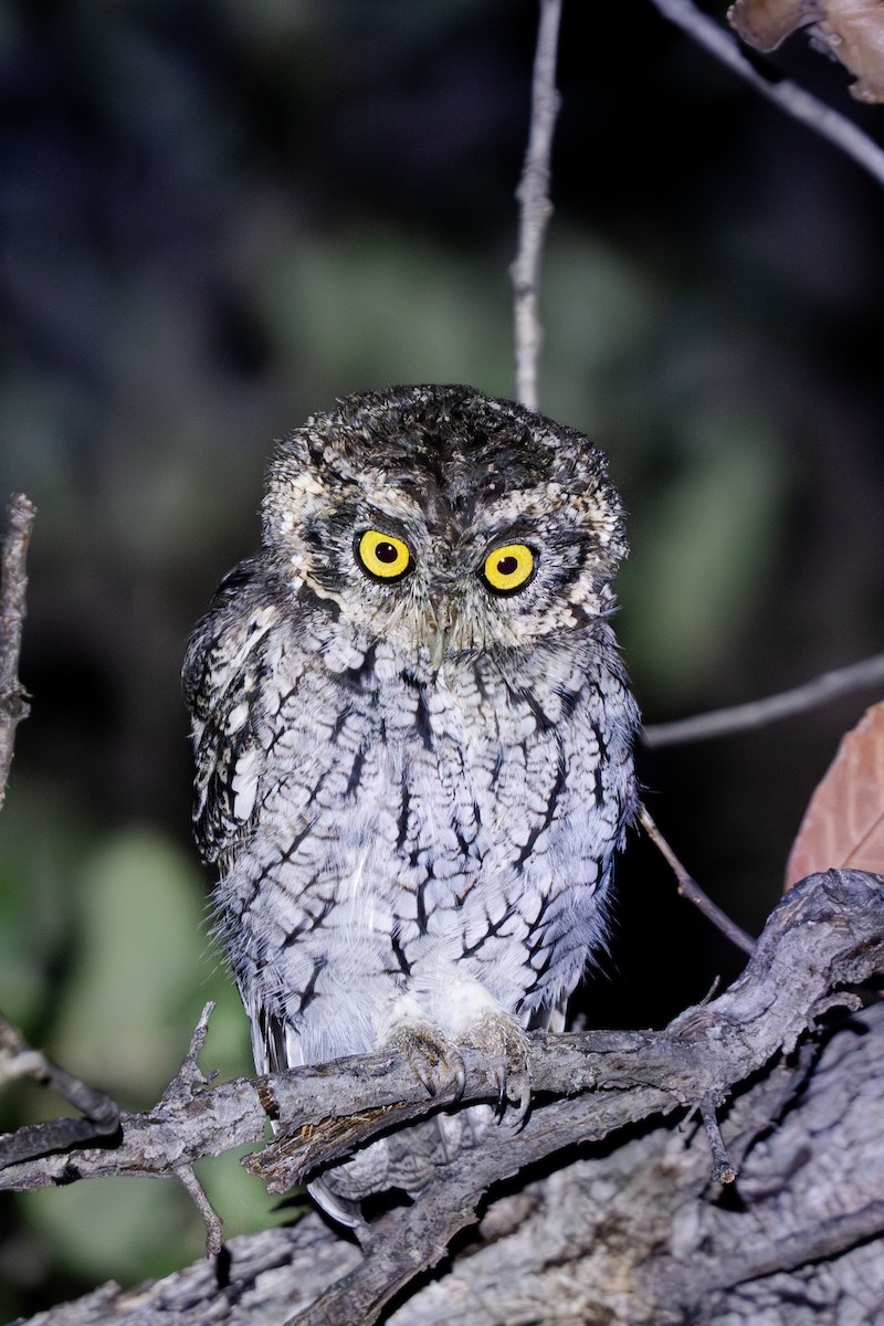Whiskered Screech-Owl - ML641690409