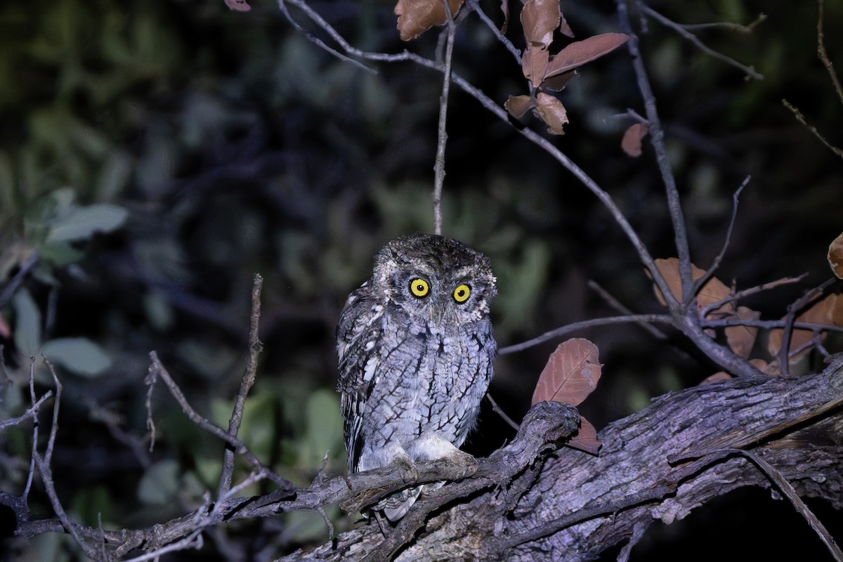 Whiskered Screech-Owl - ML641690410