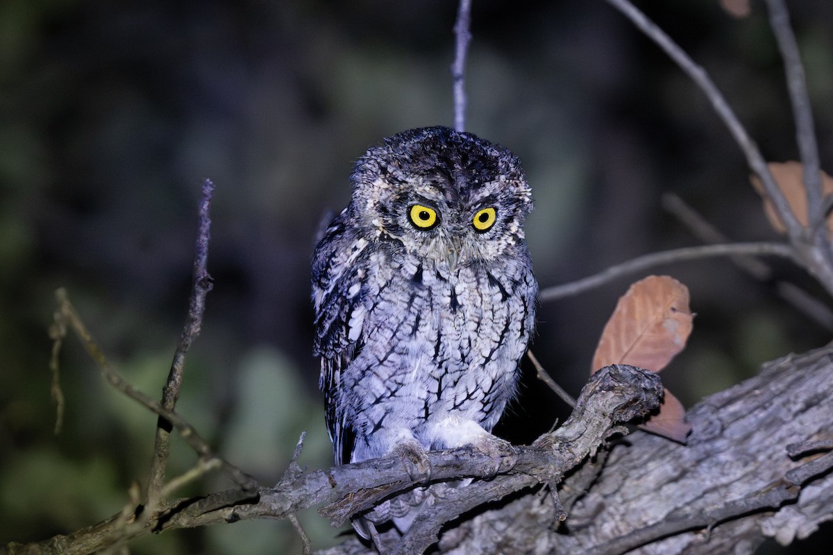 Whiskered Screech-Owl - ML641690411