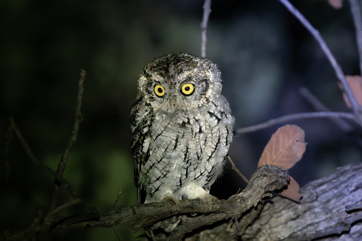 Whiskered Screech-Owl - ML641690412