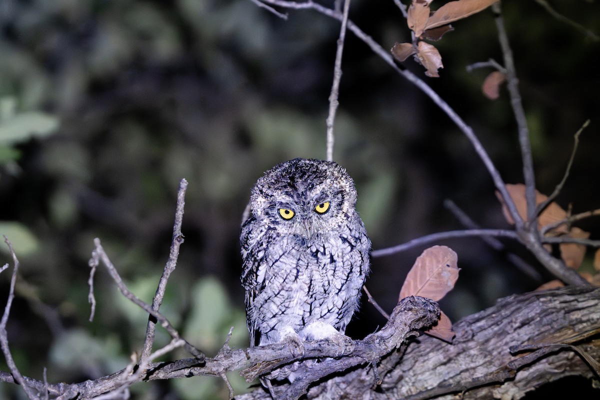 Whiskered Screech-Owl - ML641690413