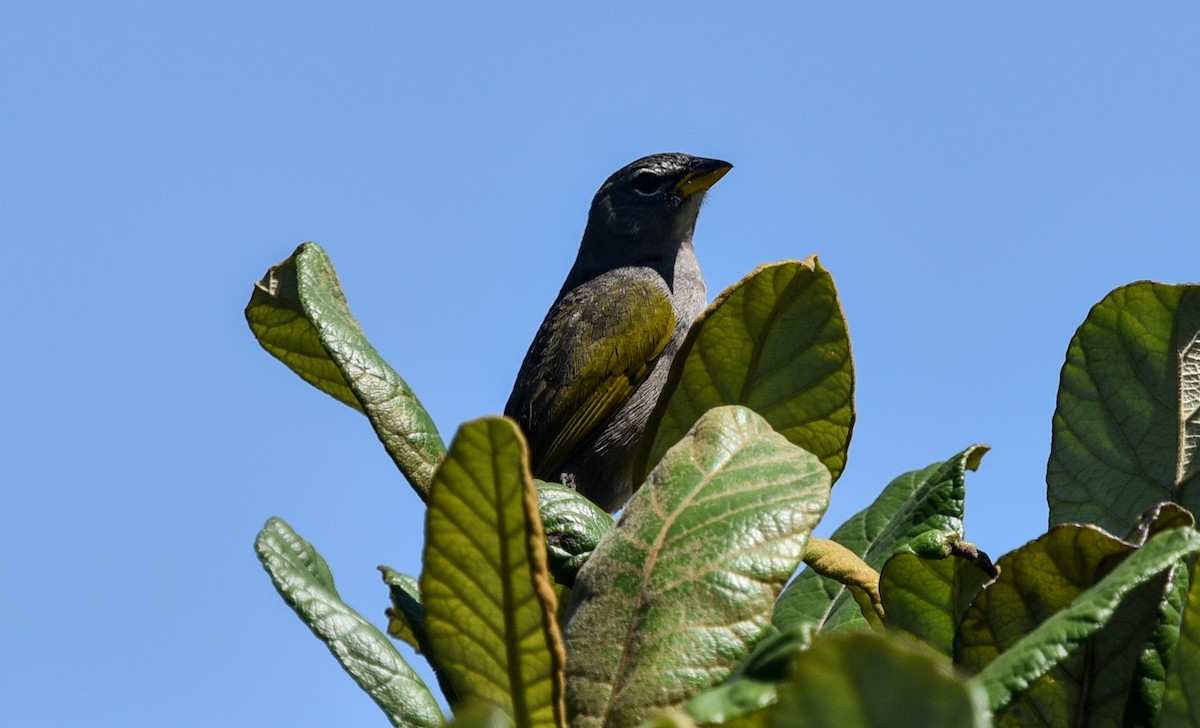 serraspurv - ML641690414