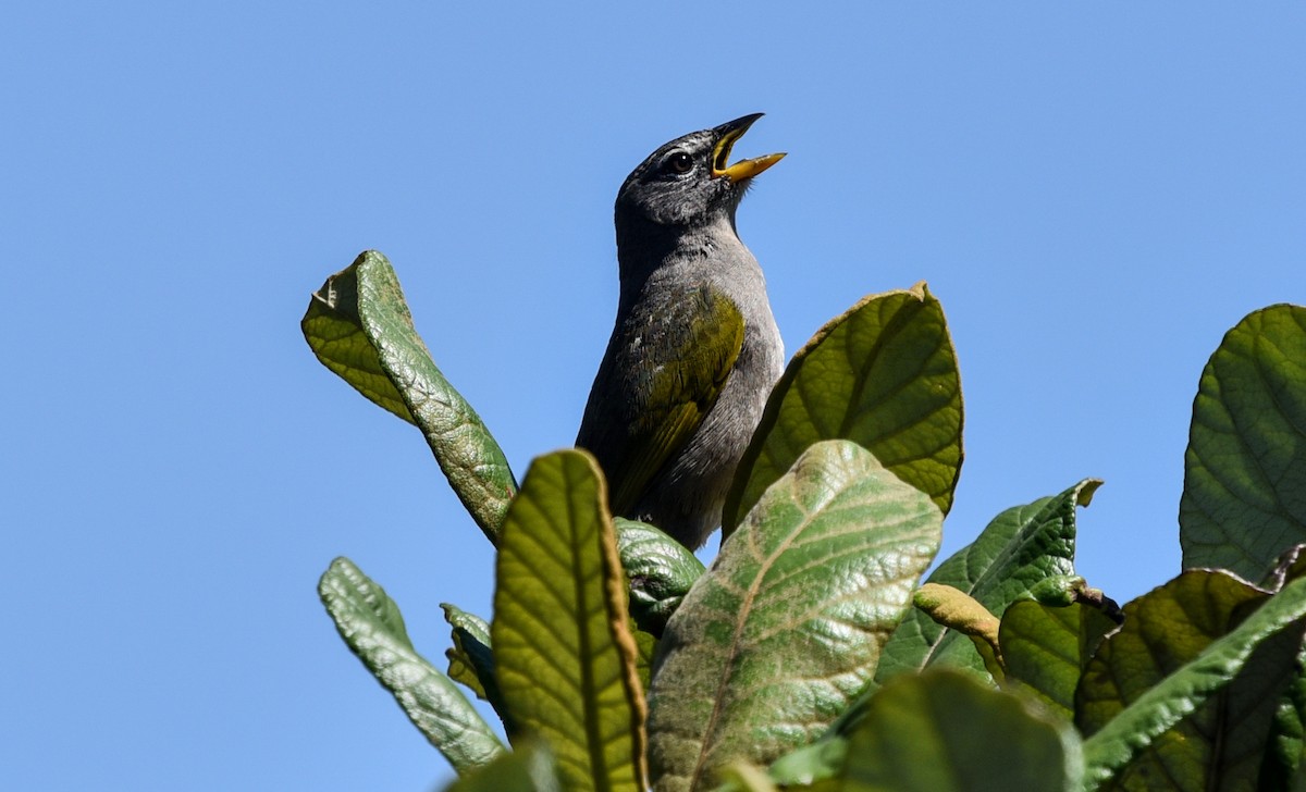 serraspurv - ML641690415