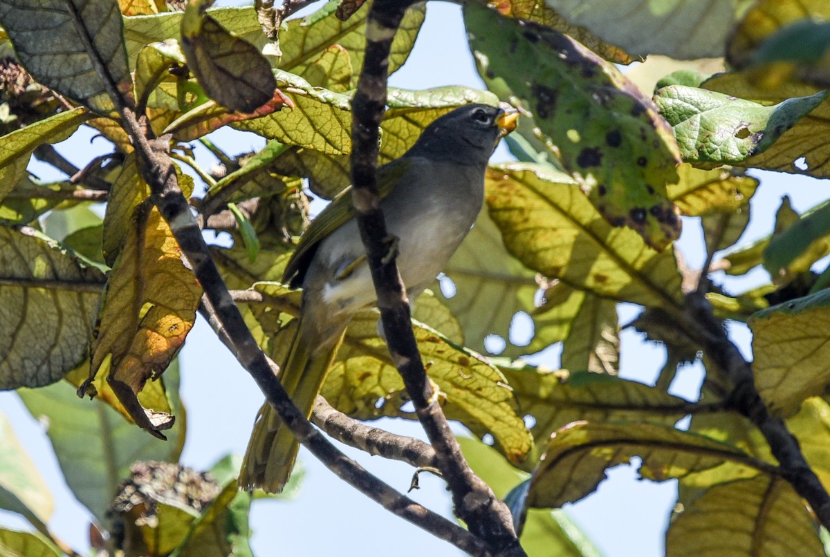 serraspurv - ML641690416