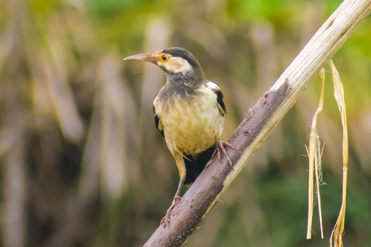 Indian Pied Starling - ML641690484