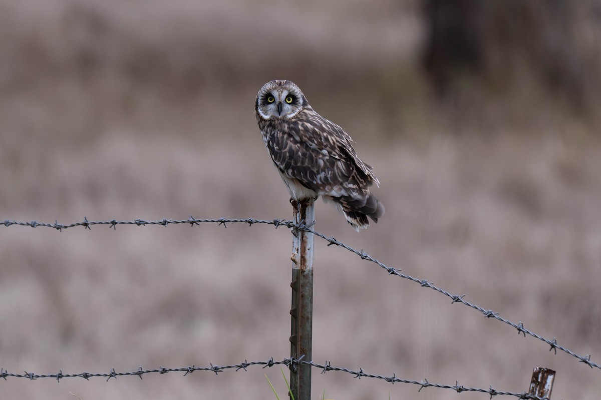 Short-eared Owl (Hawaiian) - ML641690505