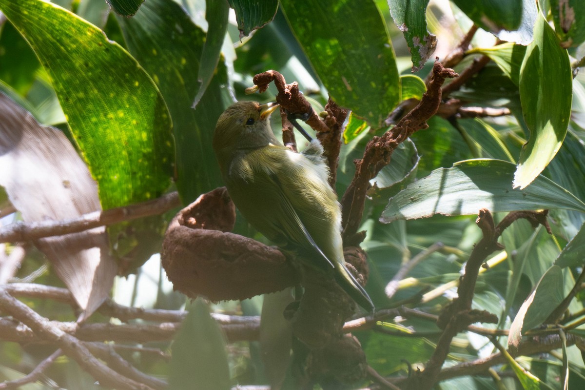 Hawaii-Akepakleidervogel - ML641690519