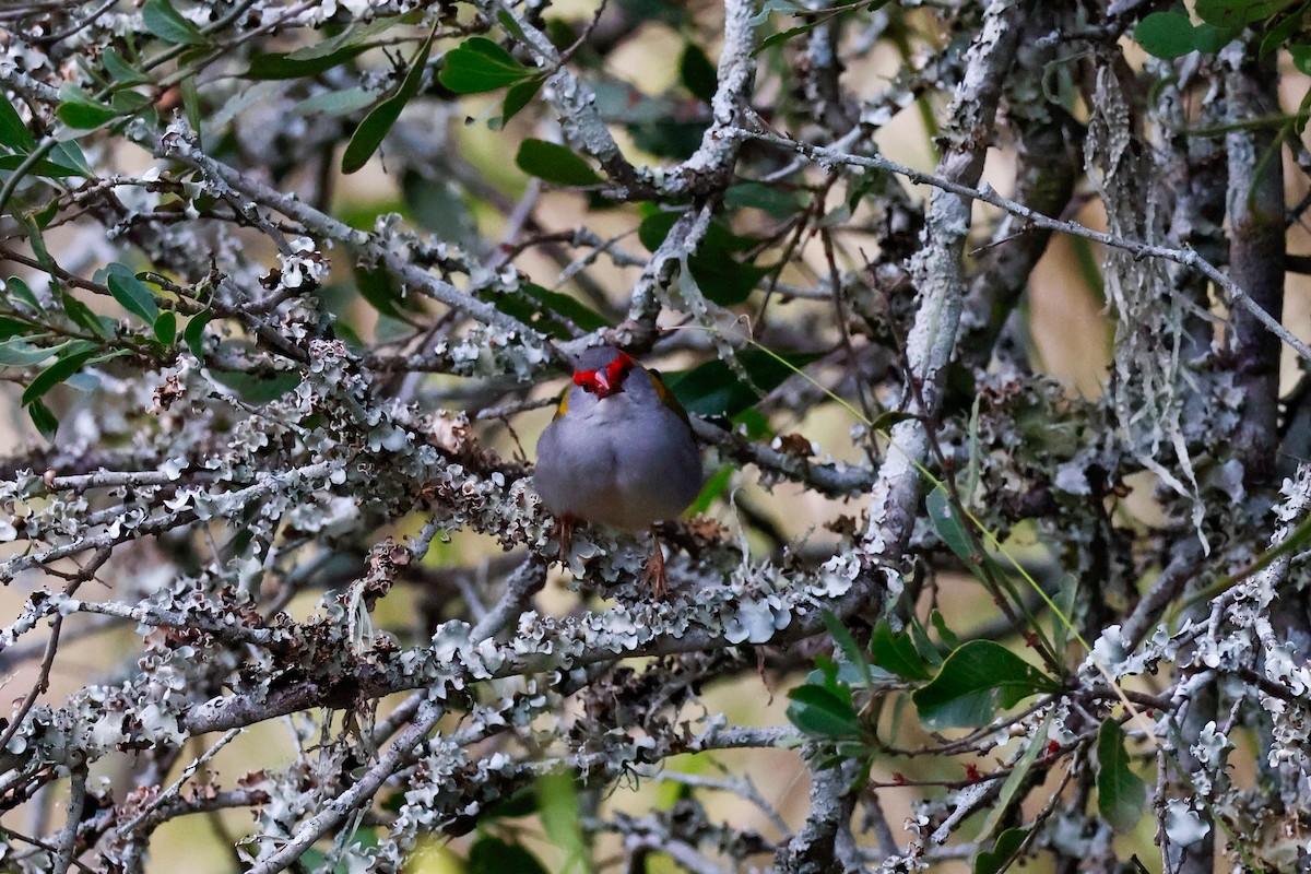 Red-browed Firetail - ML641690523