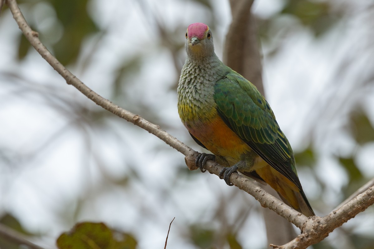 Rose-crowned Fruit-Dove - ML641690528