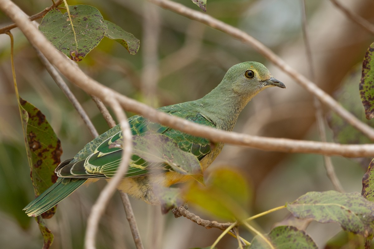 Rose-crowned Fruit-Dove - ML641690529