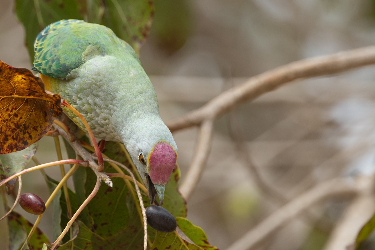 Rose-crowned Fruit-Dove - ML641690531