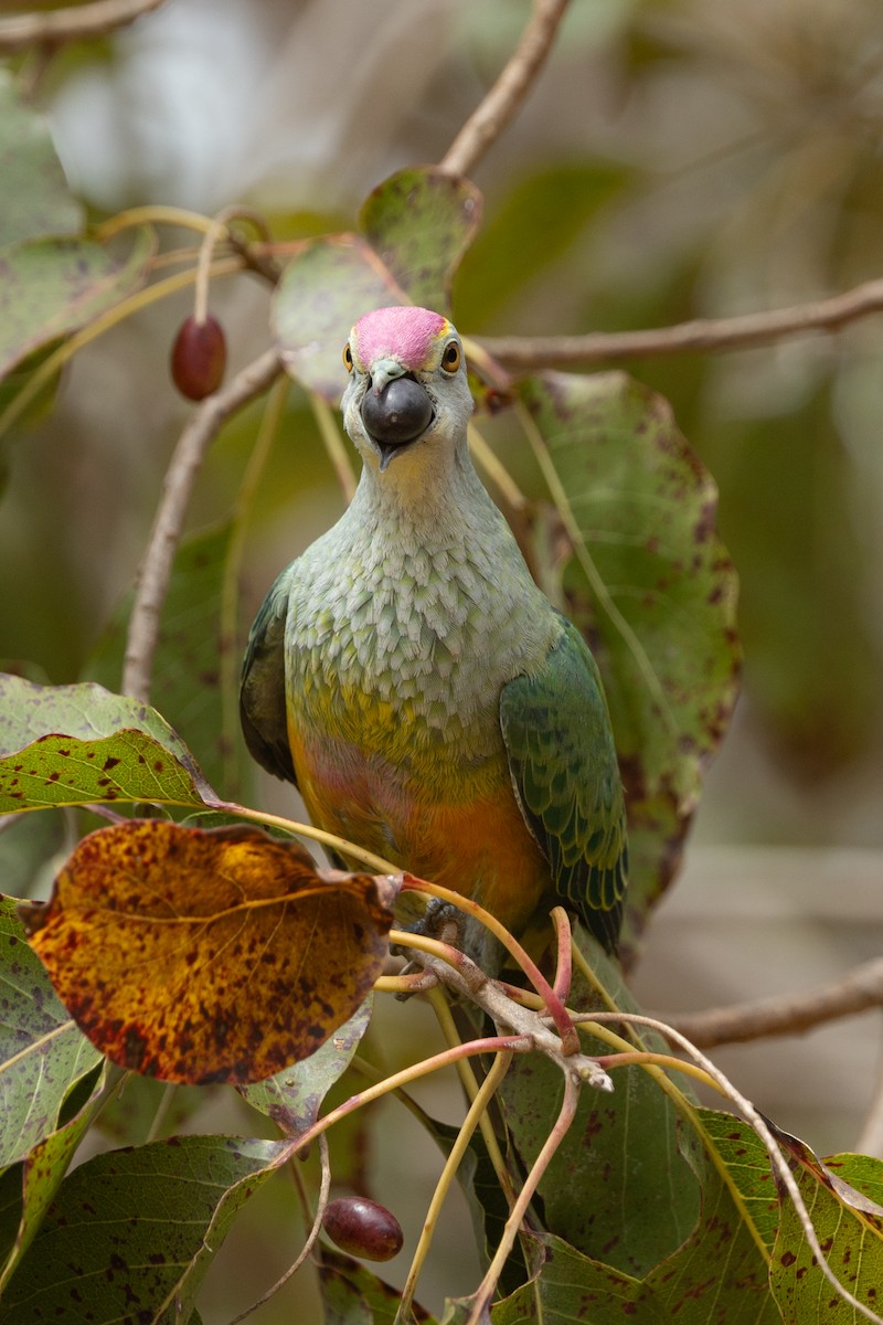 Rose-crowned Fruit-Dove - ML641690532