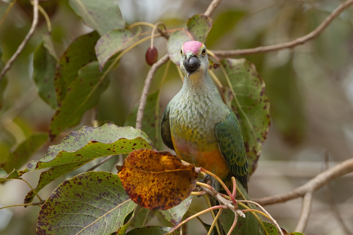 Rose-crowned Fruit-Dove - ML641690533