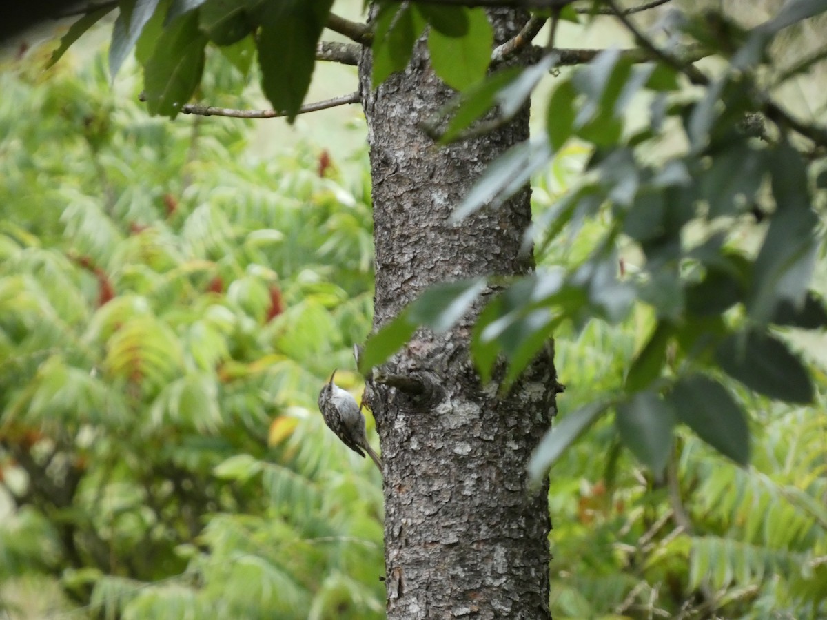 Short-toed Treecreeper - ML641690540
