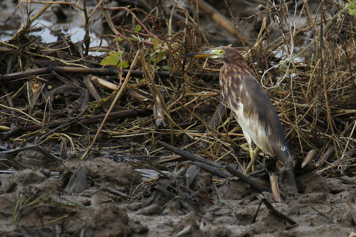 Chinese Pond-Heron - ML641690541