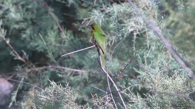 Little Bee-eater - ML641690587