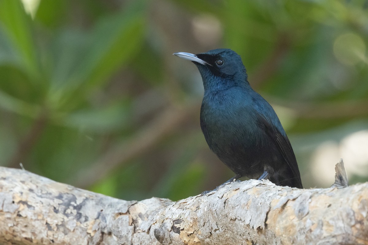 Shining Flycatcher - ML641690591