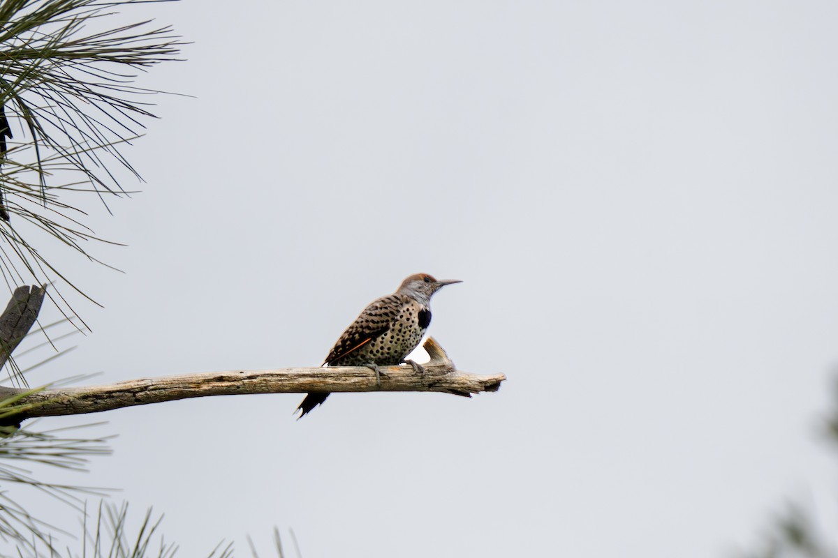 Gilded Flicker - ML641690597