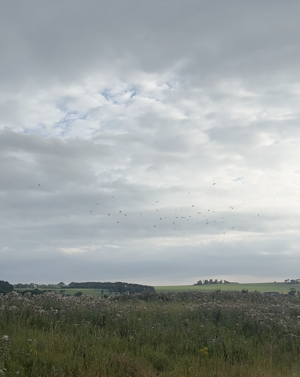 European Goldfinch - ML641690598