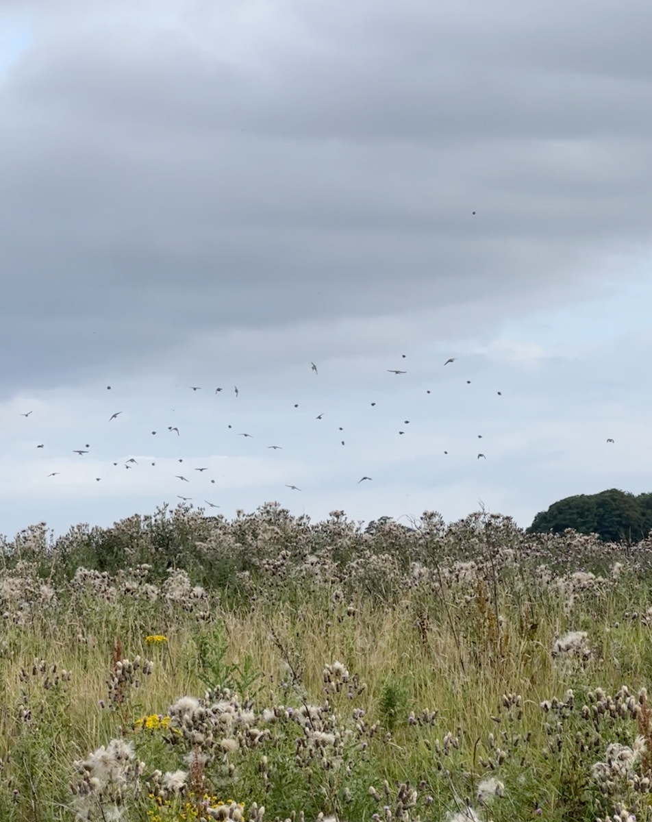 European Goldfinch - ML641690599